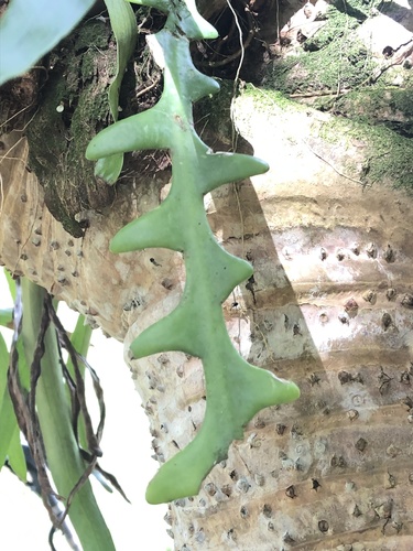 Selenicereus anthonyanus, 2022-03-15