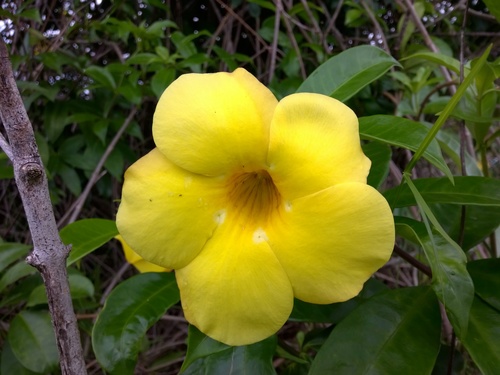 Golden Trumpet
