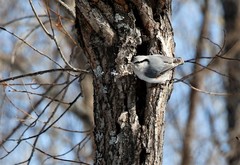Sitta europaea albifrons