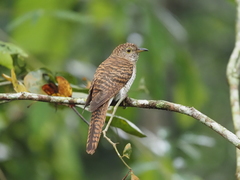 Cacomantis variolosus sepulcralis