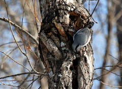 Sitta europaea albifrons