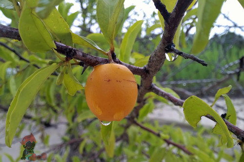 Hog plum