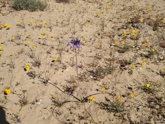 Triteleiopsis palmeri