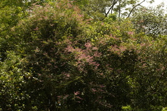 Congea tomentosa