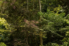 Congea tomentosa