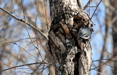 Sitta europaea albifrons