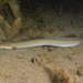 Short-finned Eel - Photo (c) lcolmer, some rights reserved (CC BY-NC), uploaded by lcolmer