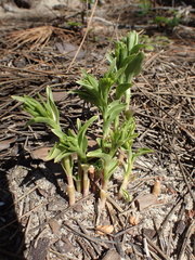Epipactis phyllanthes