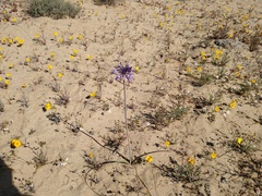 Triteleiopsis palmeri