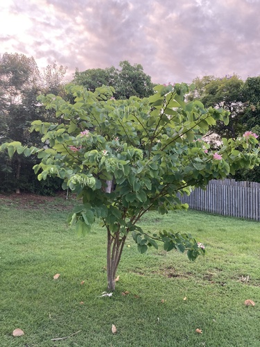 Bauhinia monandra
