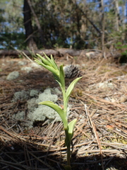 Epipactis phyllanthes