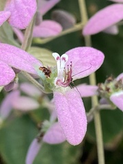 Congea tomentosa