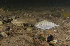 Rhombosolea plebeia