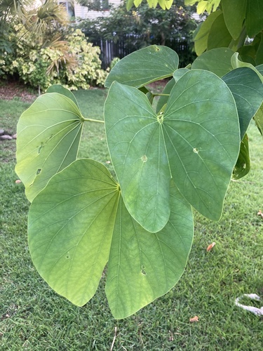 Bauhinia monandra