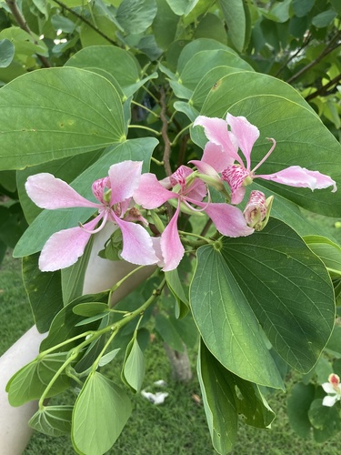 Bauhinia monandra