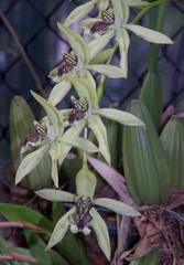 Coelogyne pandurata