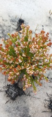 Erica capillaris