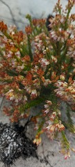 Erica capillaris