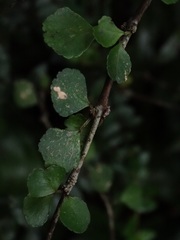 Melicope simplex