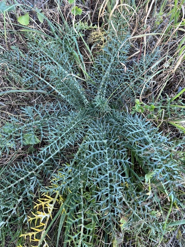 Dwarf Artichoke