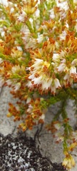 Erica capillaris