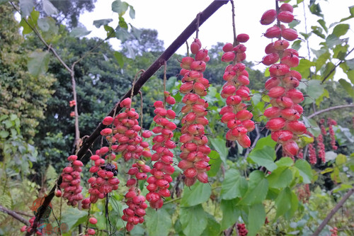 Alchornea cordifolia