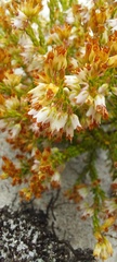 Erica capillaris