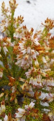 Erica capillaris