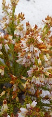 Erica capillaris