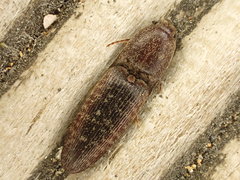 Monocrepidius submarmoratus