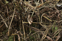 Bastilla maturata