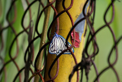Cyclosia papilionaris