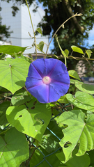 Ipomoea indica image