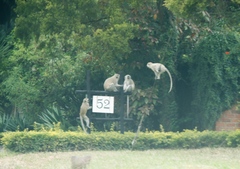 Chlorocebus pygerythrus pygerythrus