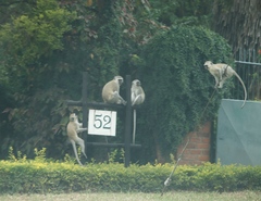 Chlorocebus pygerythrus pygerythrus