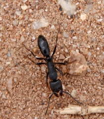 Paltothyreus tarsatus