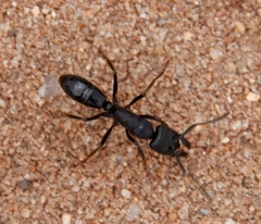 Paltothyreus tarsatus