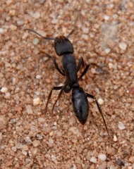 Paltothyreus tarsatus