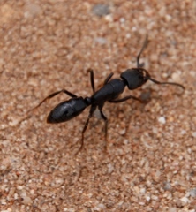 Paltothyreus tarsatus