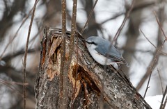 Sitta europaea albifrons