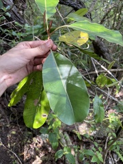Planchonella sandwicensis
