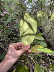 Planchonella sandwicensis