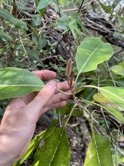 Planchonella sandwicensis