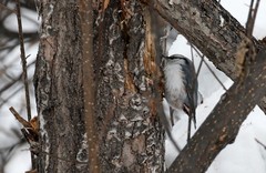 Sitta europaea albifrons
