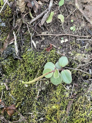 Peperomia sandwicensis observed 2022-03-14