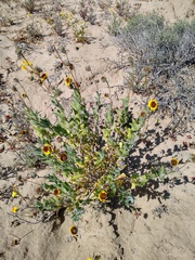 Encelia palmeri