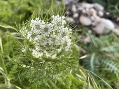 Daucus muricatus
