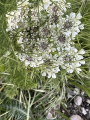 Daucus muricatus