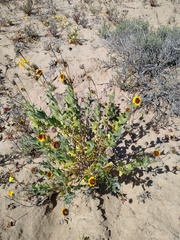 Encelia palmeri