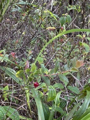 Vaccinium dentatum